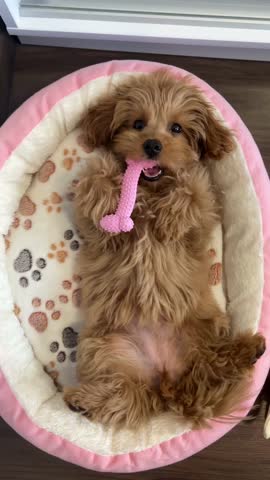 Cute fluffy maltipoo puppy lying on back in pet bed holding pink chew toy and looking playful at camera