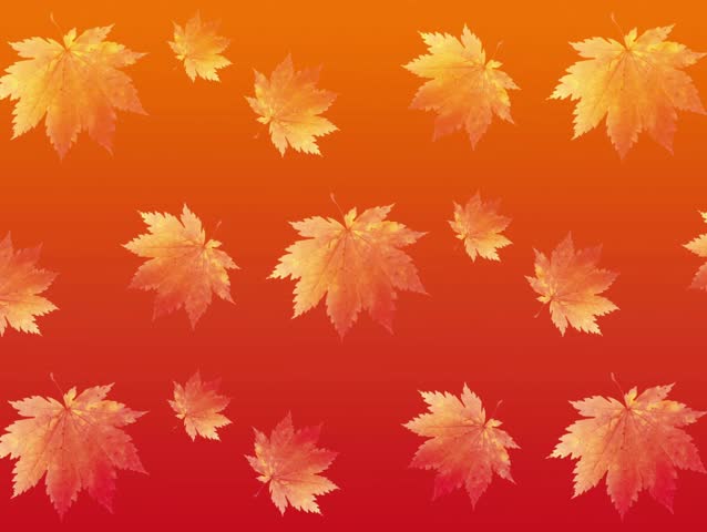 Beautiful maple leaves seamless loop background with smooth falling autumn leaves animation. Perfect for Thanksgiving, seasonal greetings, fall festivals, nature projects, and video backdrops. The war
