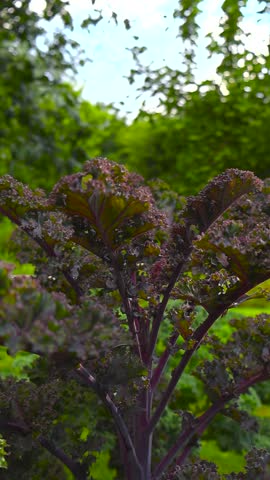 Close up view gliding over red and purple colored russian kale vegetable plant in a sunny summer or autumn garden with the bakcground bokeh blurry in a vertical video.