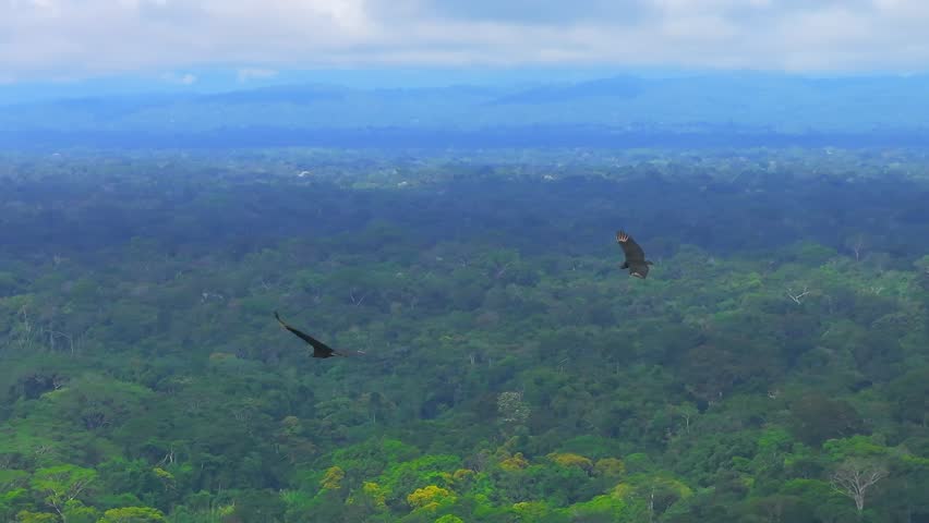 Close-Up of Black Vulture Flying Above Tambopata River Sandbanks, Telephoto