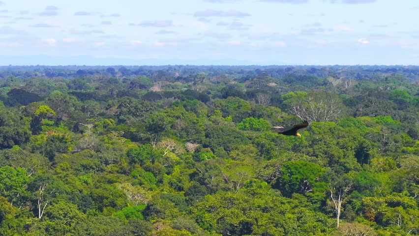 Yellow-headed Vulture Gliding Over Amazon Rainforest Canopy in Tambopata, Telephoto
