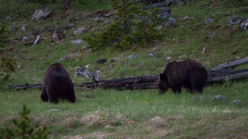 Grizzly bears browse meadow in Yellowstone National Park