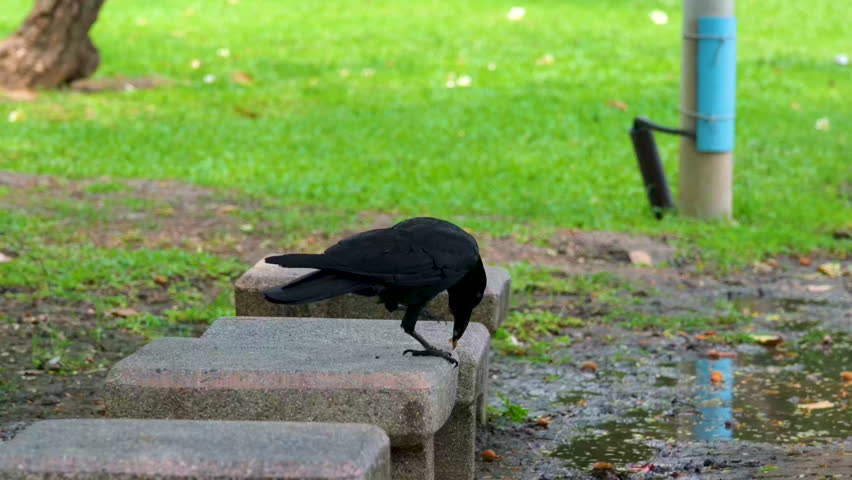 Common bird, black crow isolated in bottom corner of white background