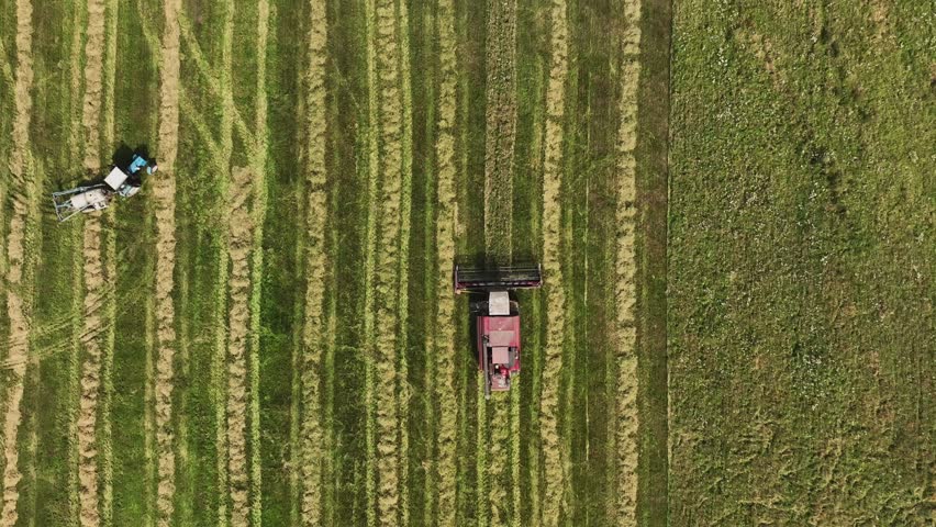 Bird's eye view of a red harvester moving through a green field in Belarus, creating striped rows of cut and uncut grass in a rural landscape.