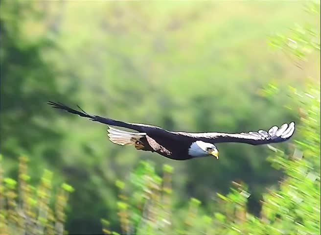 portrait of bald eagle flying and gripping fish