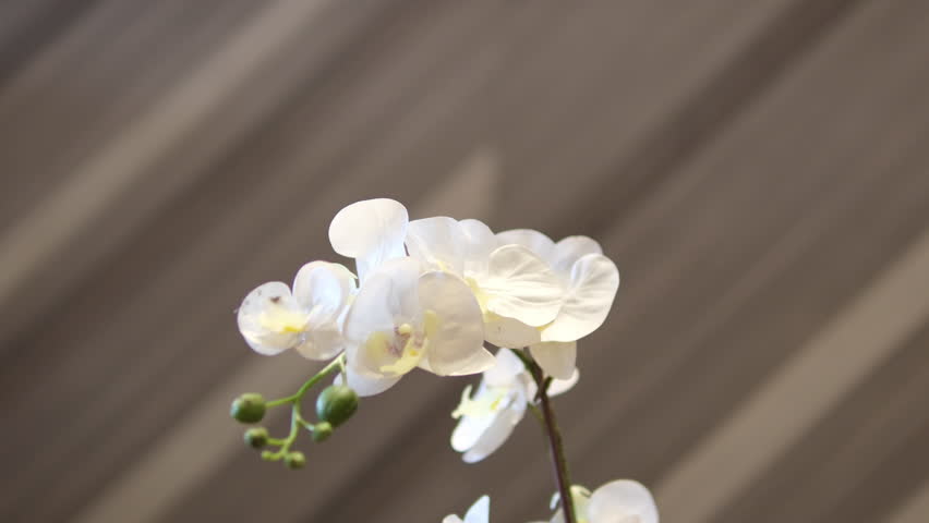 white orchid flower on a beige background. White orchid branch close-up.Growing and caring orchids at home. 4k footage