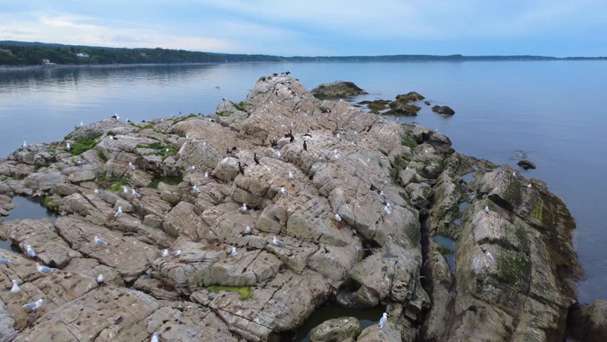Flying over a rugged rock colonized by gulls and double-crested cormorants drying their wings while observing a calm sea with the coast on the horizon. Metis-sur-mer, Quebec, Canada, 2025.