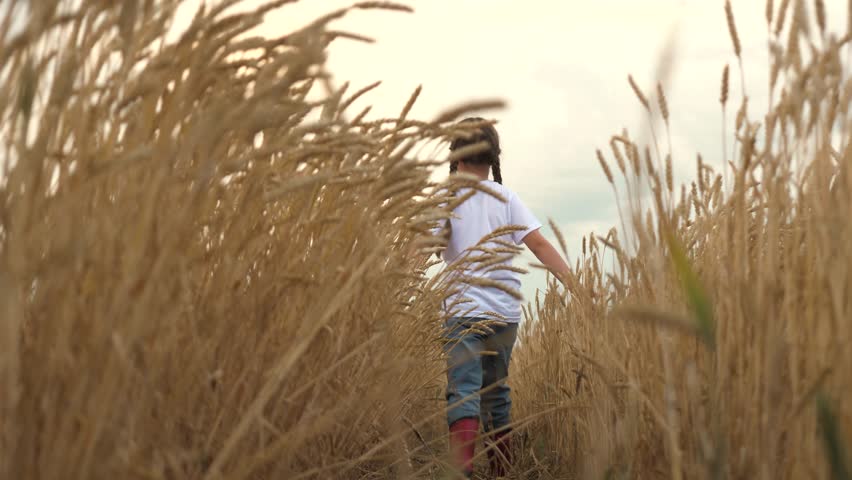 agriculture field, golden wheat farm field sunset, girl walking through wheat field, touching ears wheat hand. agriculture. child rubber boots walks through wheat field open air. child walks nature