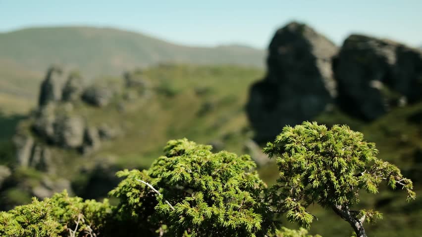 Close-up of green mountain juniper bush with blurred rocky peaks in the background, Stara Planina National Park, Serbia. Planina Babin Zub