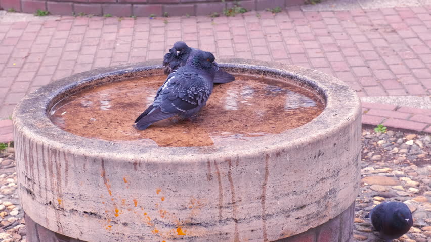 Angry pigeon in the city fountain