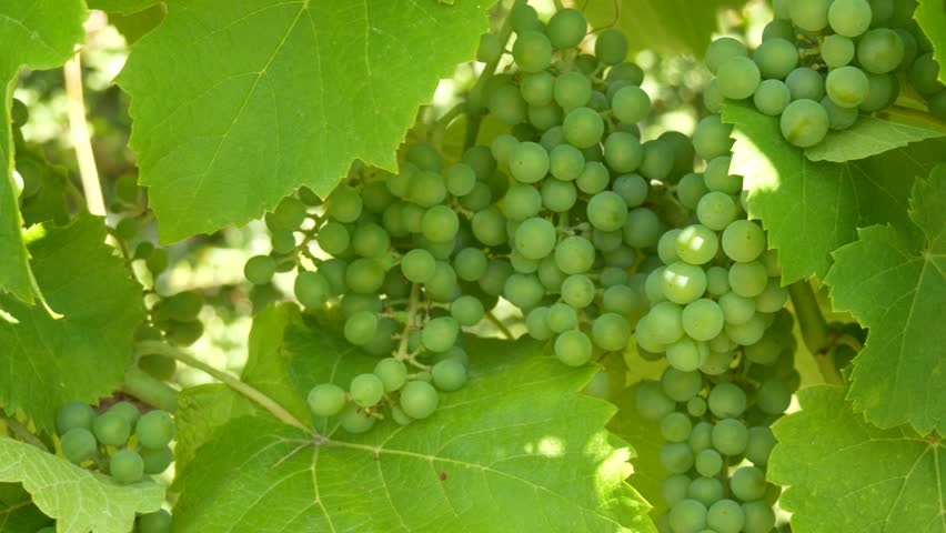 Green Grapes Growing on Vine in Sunny Vineyard