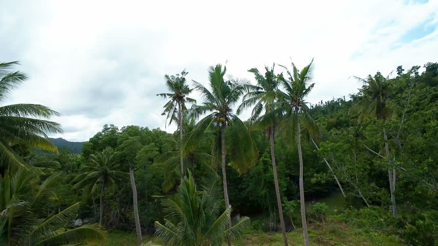 Coconut palm trees growing in lush green jungle in Palawan, Philippines