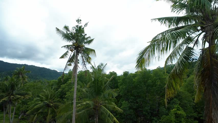 Coconut tree rising above dense tropical forest in Palawan, Philippines
