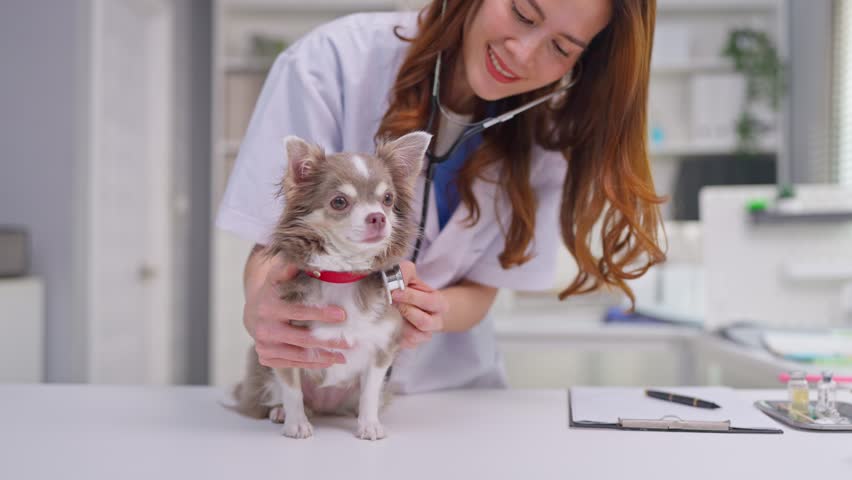 Asian female veterinarian examine Chihuahua puppy in veterinary clinic. Attractive doctor carefully checking small domestic dog on examination table during checkup for health care in the pet hospital