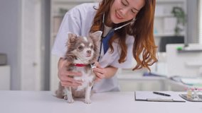 Asian female veterinarian examine Chihuahua puppy in veterinary clinic. Attractive doctor carefully checking small domestic dog on examination table during checkup for health care in the pet hospital - Powered by Shutterstock - Get 15% off with code: PIKWIZARD15