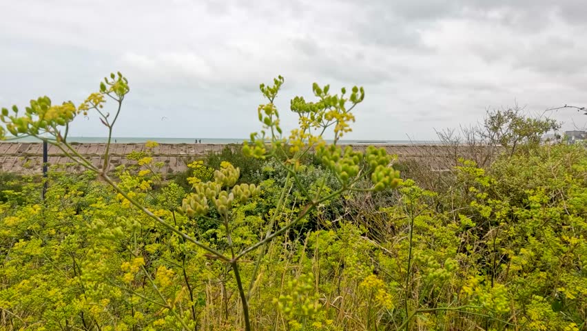 Yellow wildflowers and green foliage move gently in the wind on a cloudy day, with a coastal landscape and distant sea visible in the background