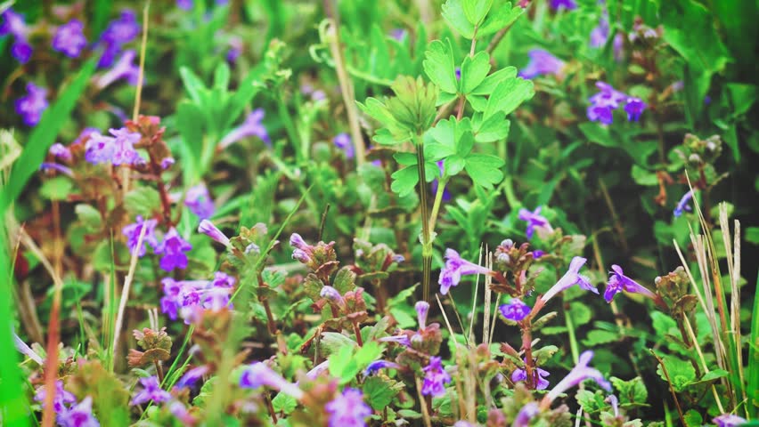 Glechoma hederacea. Beautiful very small purple flowers and green grass. Slow mo.