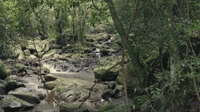 Vines and foliage drape down to the forest floor as a creak runs down, bouncing off the rocks. - Powered by Shutterstock - Get 15% off with code: PIKWIZARD15