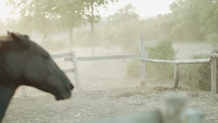 Two horses run freely in an open field, dust swirling around them in the warm glow of sunset. Their powerful gait conveys freedom and energy in this serene landscape.
