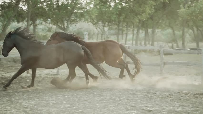 Two horses run freely in a corral, kicking up dust in an open field. The warm evening light casts a soft glow through the trees nearby, enhancing the joyful atmosphere.
