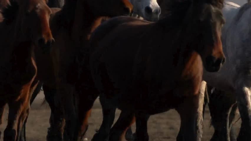 Framed from a low angle, a herd of wild horses runs energetically across the golden plains at sunset. Their manes and tails catch the warm light, creating a mesmerizing spectacle of motion.