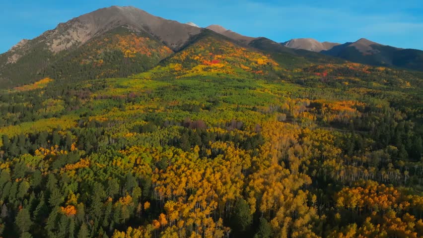 Mount Shavano Tabeguache Peak Colligate Swatch Range Salida Buena Vista aerial drone Colorado fall autumn Aspen Trees color yellow orange morning sun blue sky San Isabel National Forest forward pan up