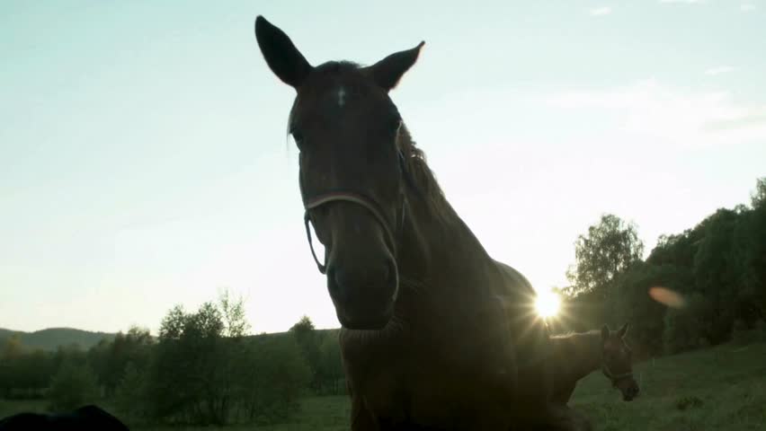 Two horses are close together in a tranquil countryside setting during sunset. The soft light highlights their movement, showcasing a playful bond between them in the evening glow.