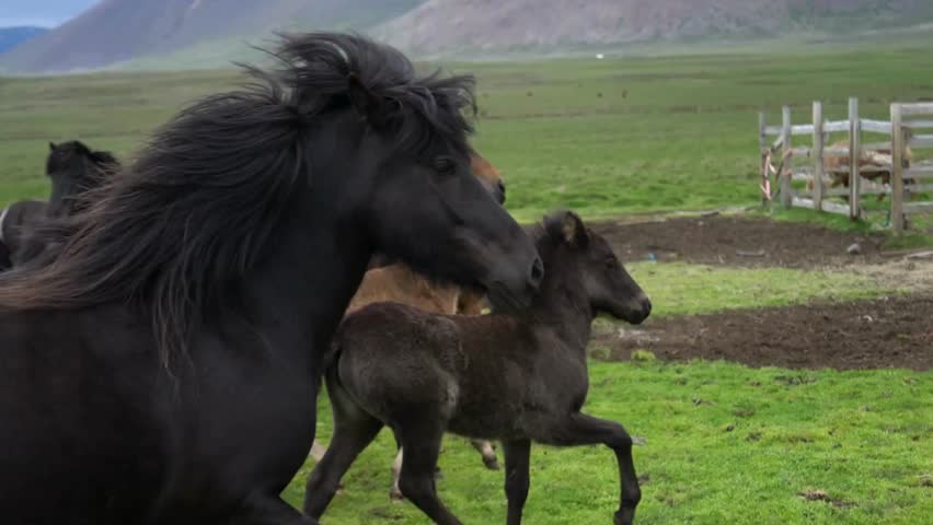 group of horses gallops through a lush green meadow, their manes flowing in the wind. Mountains rise majestically in the distance under an overcast sky.