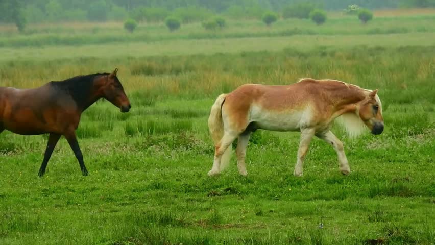 Two majestic horses stroll leisurely across a vibrant green meadow as the morning sun casts a soft glow. The tranquil atmosphere highlights their beauty and grace in nature’s embrace.