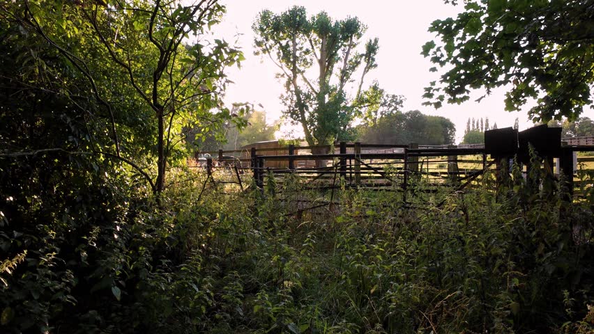 Beautiful sunset through verdant green foliage over farmland and cow livestock in England UK Europe, summer time sunshine