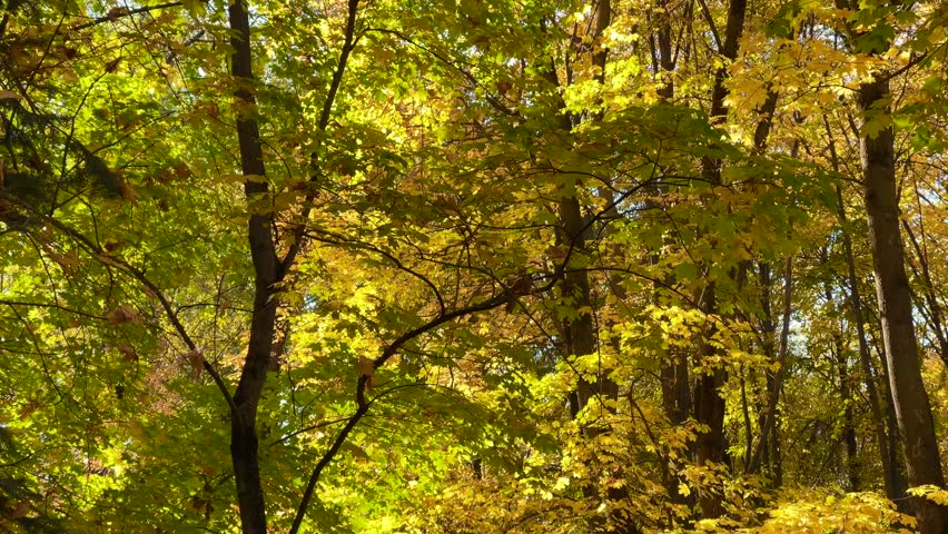 Autumn forest landscape with tall trees, golden leaves falling to the ground covered with a carpet of fallen yellow leaves. High quality 4k footage