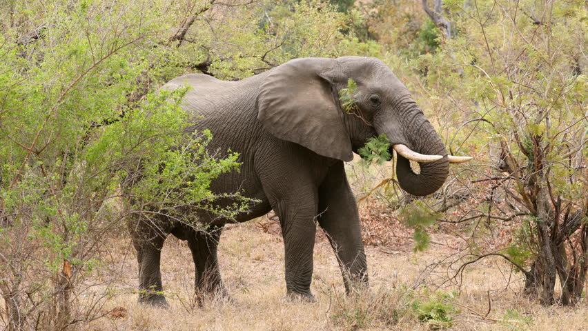 A large African elephant bull (Loxodonta africana) feeding in natural habitat, Kruger National Park, South Africa