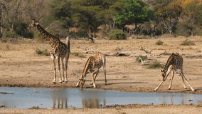 Alert giraffes (Giraffa camelopardalis) drinking at a waterhole, Kruger National Park, South Africa - Powered by Shutterstock - Get 15% off with code: PIKWIZARD15