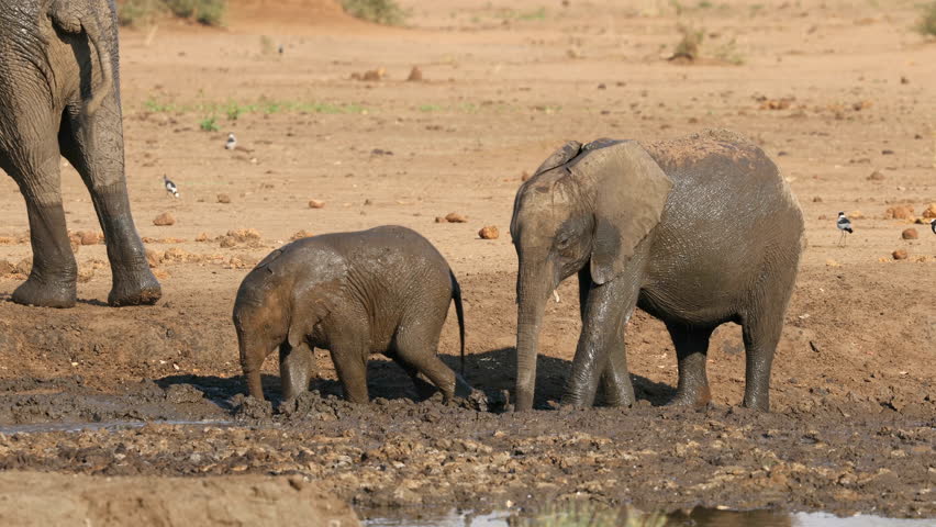 Two young African elephants (Loxodonta africana) taking a mud bath, Chobe National Park, Botswana