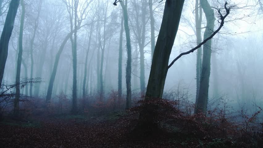 Dense woodland covered in fog creating a mystical scene.