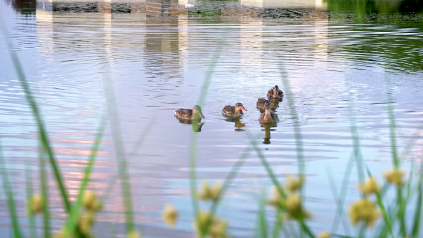Mother Duck leads ducklings across peaceful lake behind yellow flowers
