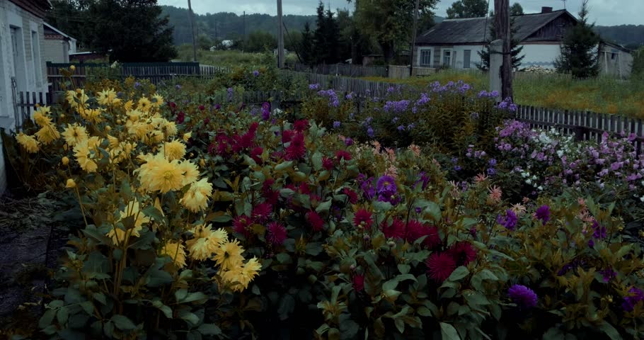 Colorful village flower garden with blooming yellow dahlias, red asters, purple phlox and other vibrant summer blossoms against rustic wooden fences and rural houses under overcast dramatic sky