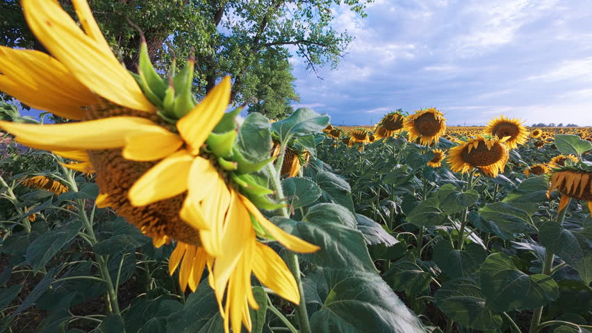 Natural rural landscape of vibrant sunflower field under dramatic sky during sunset. Handheld panning footage of vast field of sunflowers