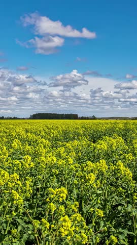 Vertical View Of Clouds Over Blooming Canola Fields In Springtime. Timelapse