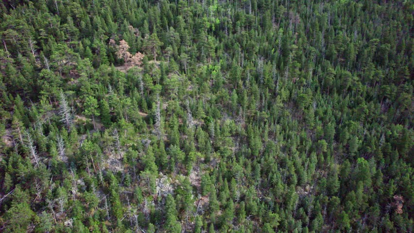 Scenic natural forest environment in Colorado seen from above.