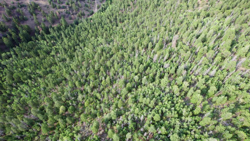 Aerial view of dense Colorado forests covering rugged mountain slopes