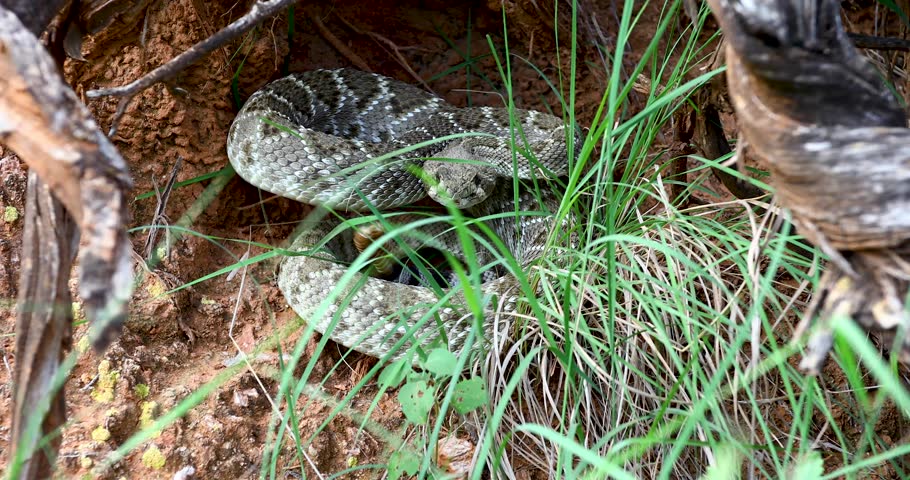 Static video of a Western Diamondback (Crotalus atrox) Rattlesnake coiled under a ledge.