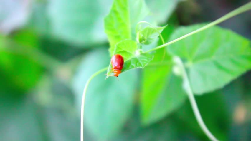 Close-up video of a small red beetle resting on a fresh green leaf in natural daylight. The insect’s vibrant red color contrasts beautifully with the lush greenery,