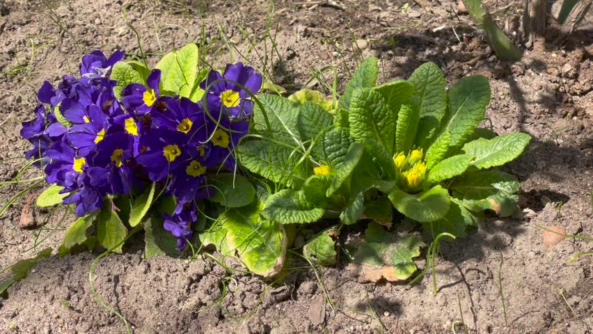 Dark blue color with yellow center Primrose and yellow color Primrose flower in a garden in May 2023. Idea for postcards, greetings, invitations, posters and Birthday decoration, background