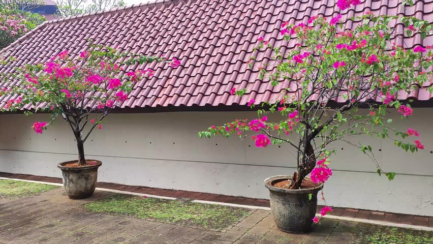 Bougainvillea plants in pots bloom brightly, set against a backdrop of glazed terra-cotta rooftops, blending nature with classic architecture.