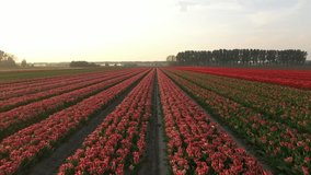 Aerial view of vibrant tulip fields create a stunning tapestry of colors under the soft glow of sunrise, Meerdonk, Flanders, Belgium. - Powered by Shutterstock - Get 15% off with code: PIKWIZARD15