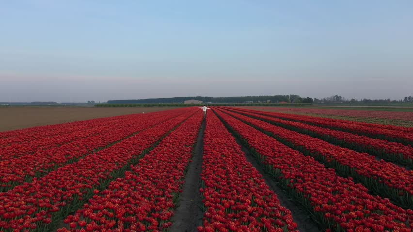 Aerial view of vibrant red tulip fields stretching to the horizon under a serene sky, a colorful tapestry of nature