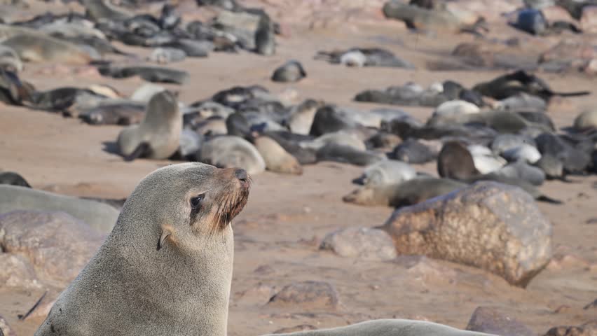  a large group of Cape Fur Seal at Cape Cross, zoom, audio, sea animal, animal, sea life, animal wildlife, nature , cape fur seal, colony, fur seal, beach, Arctocephalus pusillus, cape cross, seal, Sw