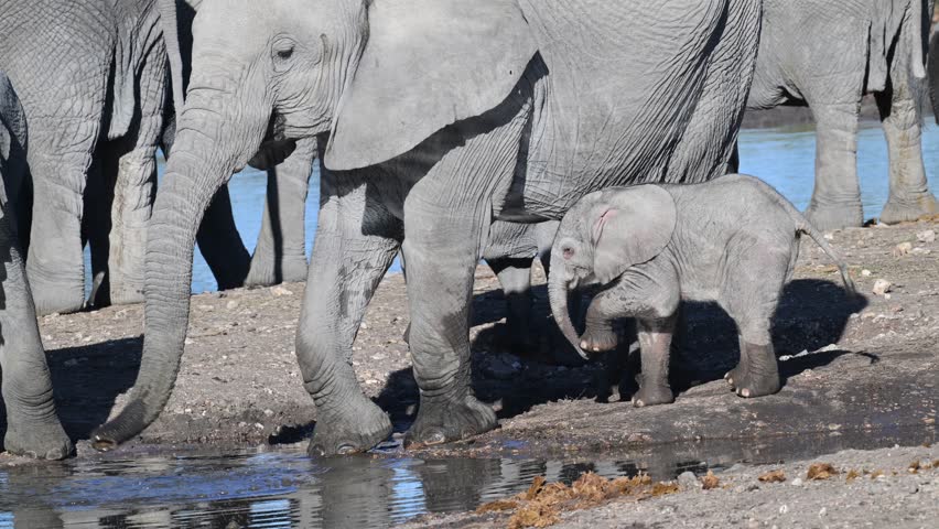 very young elephant with its mother and the whole herd, young elephant with its mother and the whole herd, elephant, young elephant tries to be breastfed, Ethosha mountain Lodge, Namibia, 