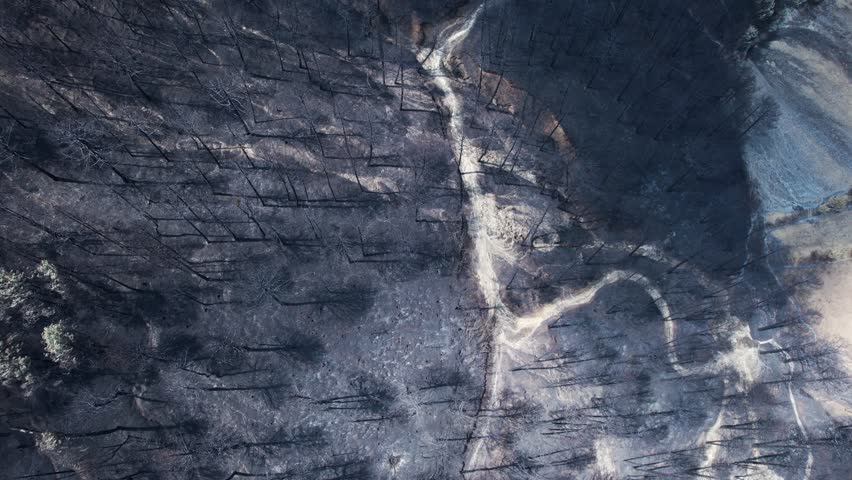 Burned forest from summer wildfires, ash covering mountainous land, blackened trunks remain, global warming